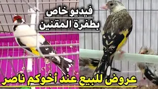 عروض للبيع عند أخوكم ناصر في طفرة الحسون .. متوفر خاتم 2023 و 2024 و فراخ 2025 .. #طيور #الحسون !؟ 👍