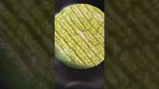 Elodea bitkisi rotasyon hareketi incelemesi
