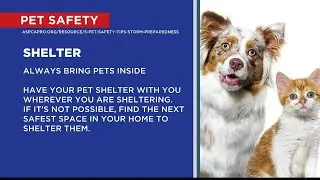 STORM SAFETY TIPS: Pet Safety