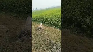 Hame tumse huaa hai peyar 80s song vi #viral  #song