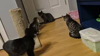 Kittens playing with automatic rolling rechargeable ball from Amazon. Snap, Crackle Pop Vixen