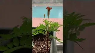 The bud opens!