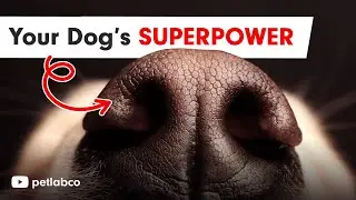 The Astonishing Way Dogs 