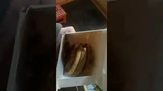 Snacksters 