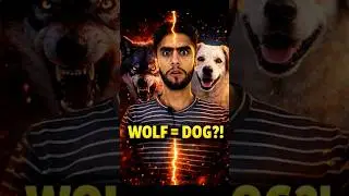 This Is Why Humans Trust Dogs😲 #education #facts #history  #knowledge #biology #science #ytshorts