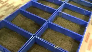 (youtube) Chinese man raises garbage-eating flies to reduce kitchen waste
