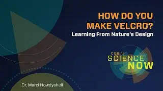 Как замысел природы привёл к созданию липучки? | COSI Science Now с доктором Марси Хаудишелл