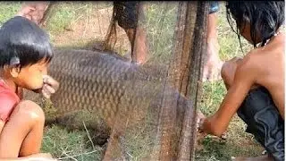 AMAZING Net Fishing - Net Fishing at River in Siem Reap Province Cambodia Traditional Fish
