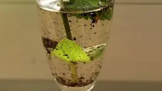 Minze selbst anbauen