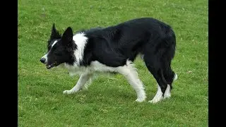 Lot 12: Sam – 14.05.25 Farmers Marts Dolgellau Online Sheepdog Auction