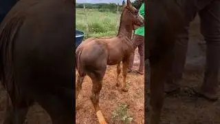 Potro quarto de milha puro!❤️🐎😍🫶👏🏻👏🏻👏🏻🤩🥰🇧🇷
