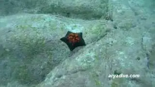 별불가사리(Asterina pectinifera)~ Starfish