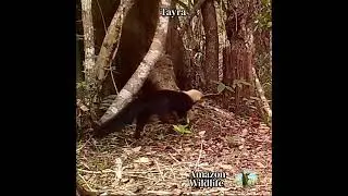 Tayra .mp4