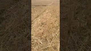 আমন ধান কাটার পরের অবস্থা