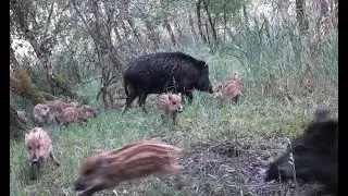 Rezervace Janovsk&yacute; mokřad; Prase divok&eacute;, (Sus scrofa), selata, markaz&iacute;n, VI. 2025