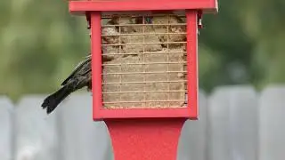 Birds Choice Color Pop Suet Feeder with Tail Prop Unboxing #suet