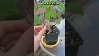 Connect With Wild Chipmunks Like A Pro!