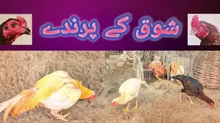 ڈیرہ اسماعیل خان کا شوق 