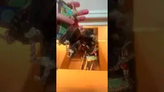 Распаковка качелей и игрушек для попугаев от @PlanetPleasures  | Как поживает Бети #дляпопугаев
