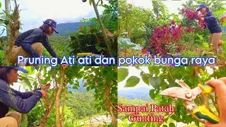 Berkebun🌿👩🏻‍🌾 | Pruning Pokok Bunga Raya | Pruning Bunga Ati2 Nanti Tanam Lagi🌿