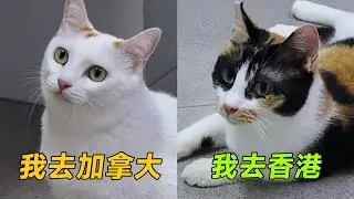 兩隻小浪貓即將遠赴新家，去診所體檢全程喊老吳救命｜李喜猫