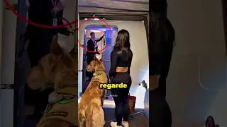 Comment un chien d&rsquo;assistance monte &agrave; bord d&rsquo;un avion 👀