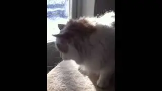 Cat is sneezing