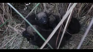 THE INTIMACY OF THE MANED WOLF: The puppies of Malevo and Preta grow up in Iber&aacute;