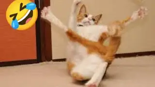 Furry Funnies: LOL-worthy Animal Clips That Will Brighten Your Day