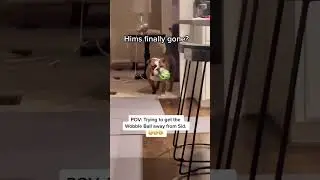 Sid vs. Dad #dog #bulldog #funnydog #dogchase #dogdad #dogtoy #englishbulldog #sassydog #dogmom