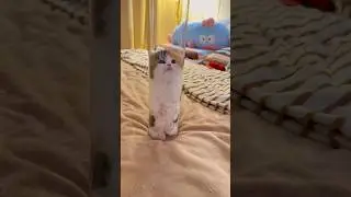Proof that cats are just liquid in fur form 🐾😹 #LiquidCat #FunnyFelines #CatShorts #cats #catlovers