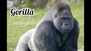 #Shorts//  Gorilla in the cage //tortured gorilla