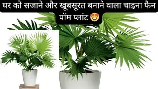 Table Palm Plant Care Tips | China Palm Plant Care in Hindi