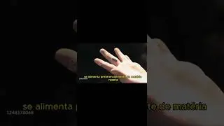 Tatuzinho de Jardim: Guia R&aacute;pido para Amantes da Natureza