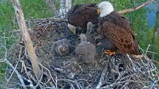 #baldeagle S05#158 Review birds life in their nest #birdsnest #birdsounds #birdslovers