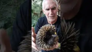 BALL OF SPIKES - CrittaCam