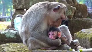 So Lovely Newborn Baby Monkey Looking World and happy animal #1109