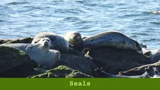Seals in Sandy Hook