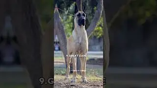 Top 10 family dog in the world👪Which one is your favorite?🐶