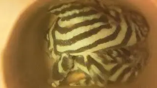 Ot i pierwsze tarło L46 po przywiezieniu