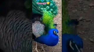 Most popular peacock feathers 🦚❣️ | Peacock peacocking status | #peacock  #peacocking #shorts