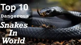 Top 10 dangerous snakes in the world | presented by salem