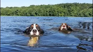 My Dogs Drove 8 Hours To Swim In The Lake (BIG SPLASH)