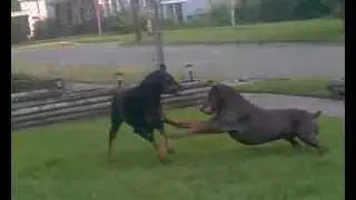 2 Doberman play fighting