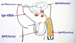 नर जनन तंत्र का चित्र | male reproductive system diagram | class 10th | cbse board | state board