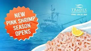 3MMI - Pink Shrimp Season Opens: Lower Landings, Upward Price Pressure