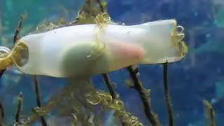 Hondshaai eieren. Mooi om het leven van een baby haai in het ei te zien.