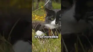 Time Perception  of Animals
