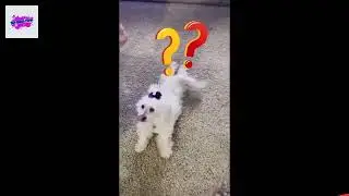 PLAYING TRICKS WITH MY MALTESE/MUFFY [[The Rogers Family Adventures