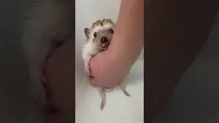 Hedgehog Bath time 🦔 🦔🥰 #Shorts
